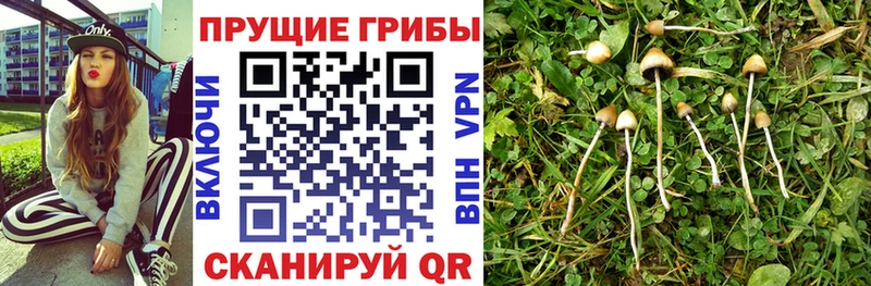Псилоцибиновые грибы прущие грибы Волжск